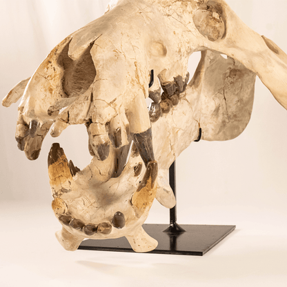 Archaeotherium Mortoni Skull Art Gold & Silver Pawn Shop