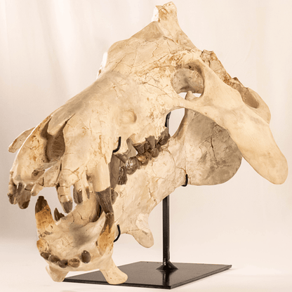 Archaeotherium Mortoni Skull Art Gold & Silver Pawn Shop