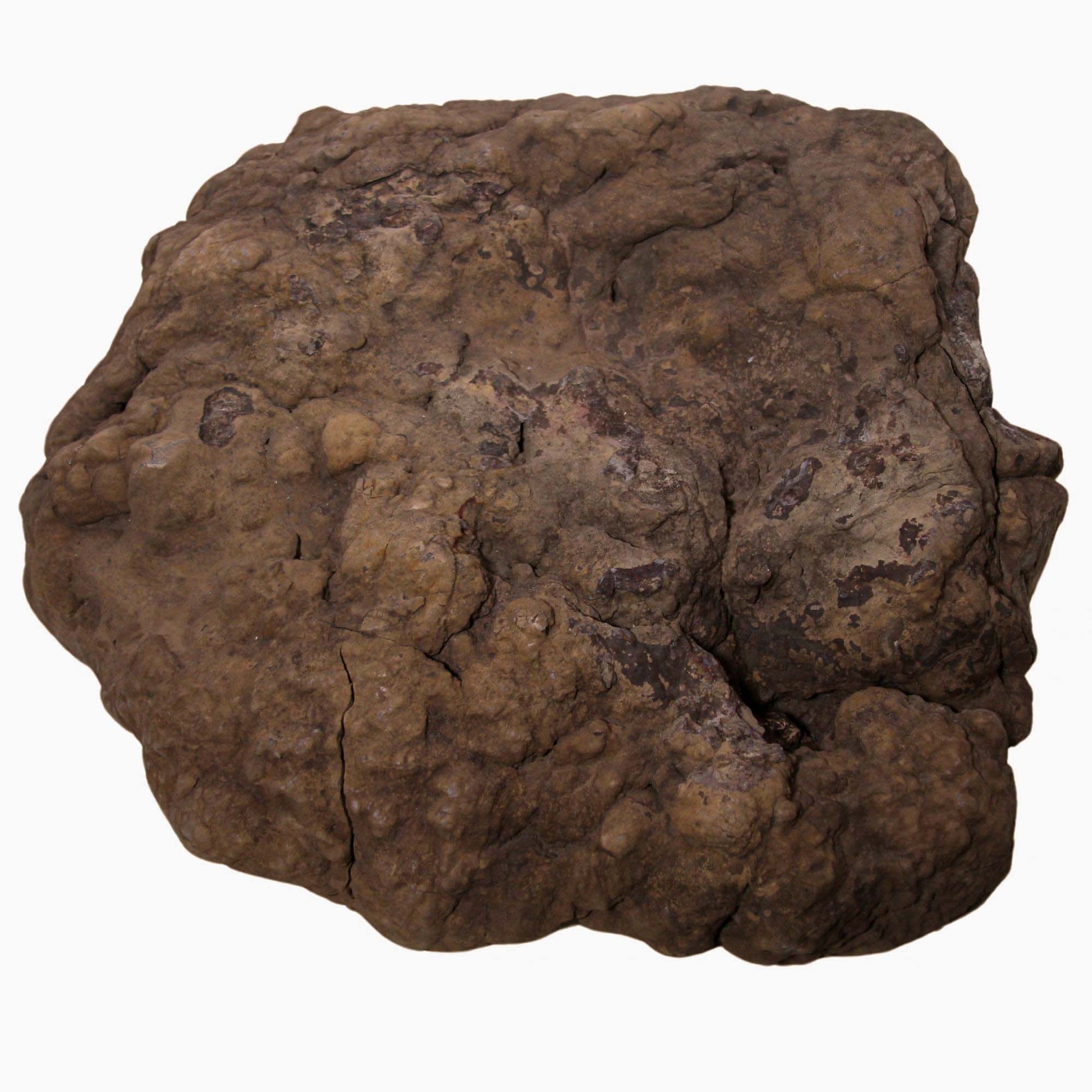 Dinosaur Coprolite Front