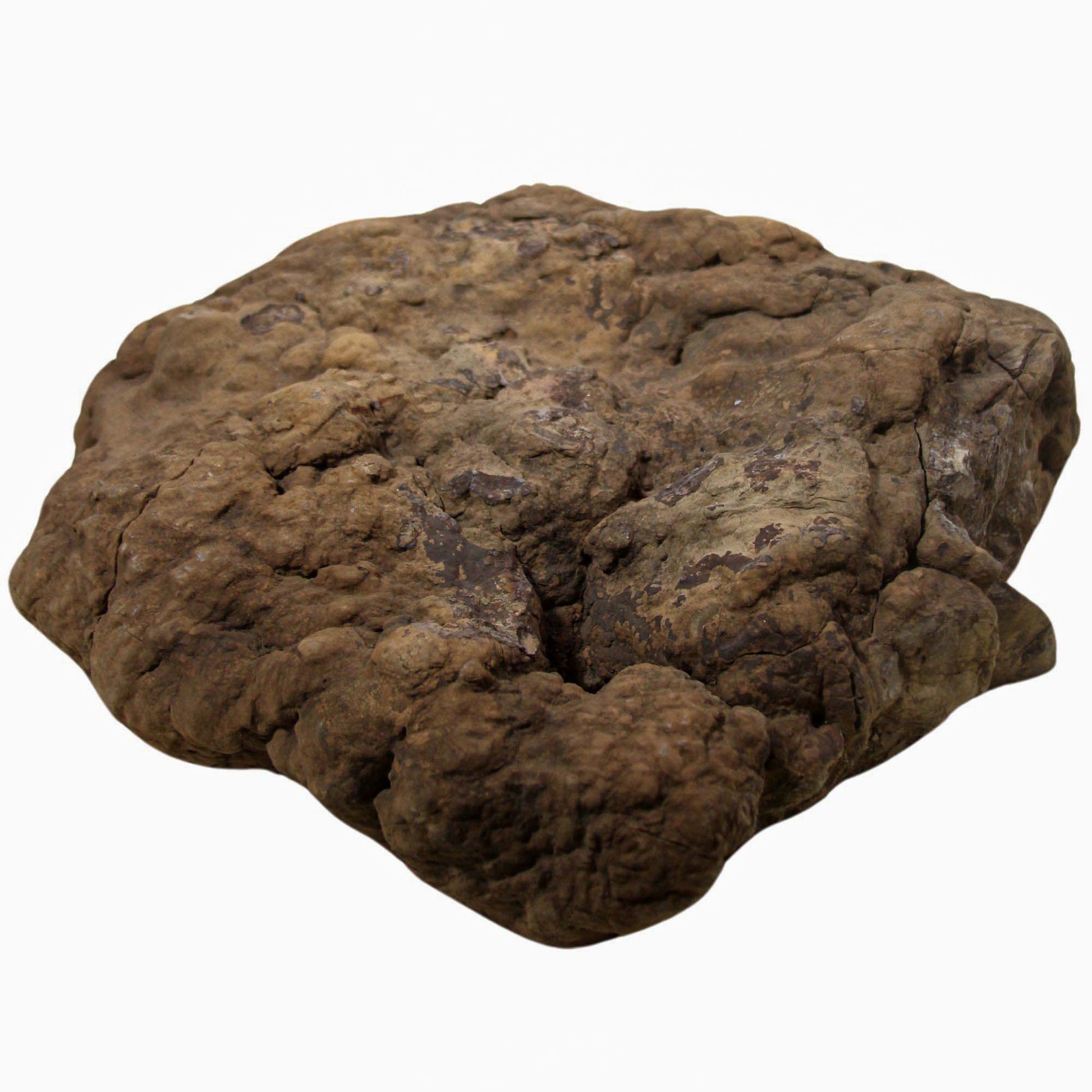 Dinosaur Coprolite ZOOM