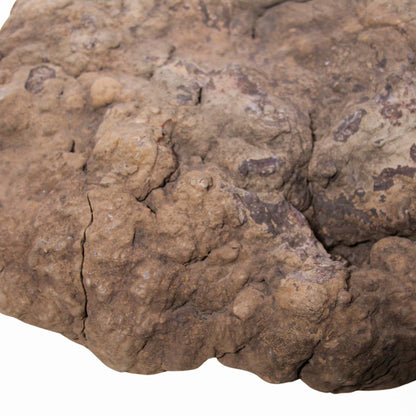 Dinosaur Coprolite Close View