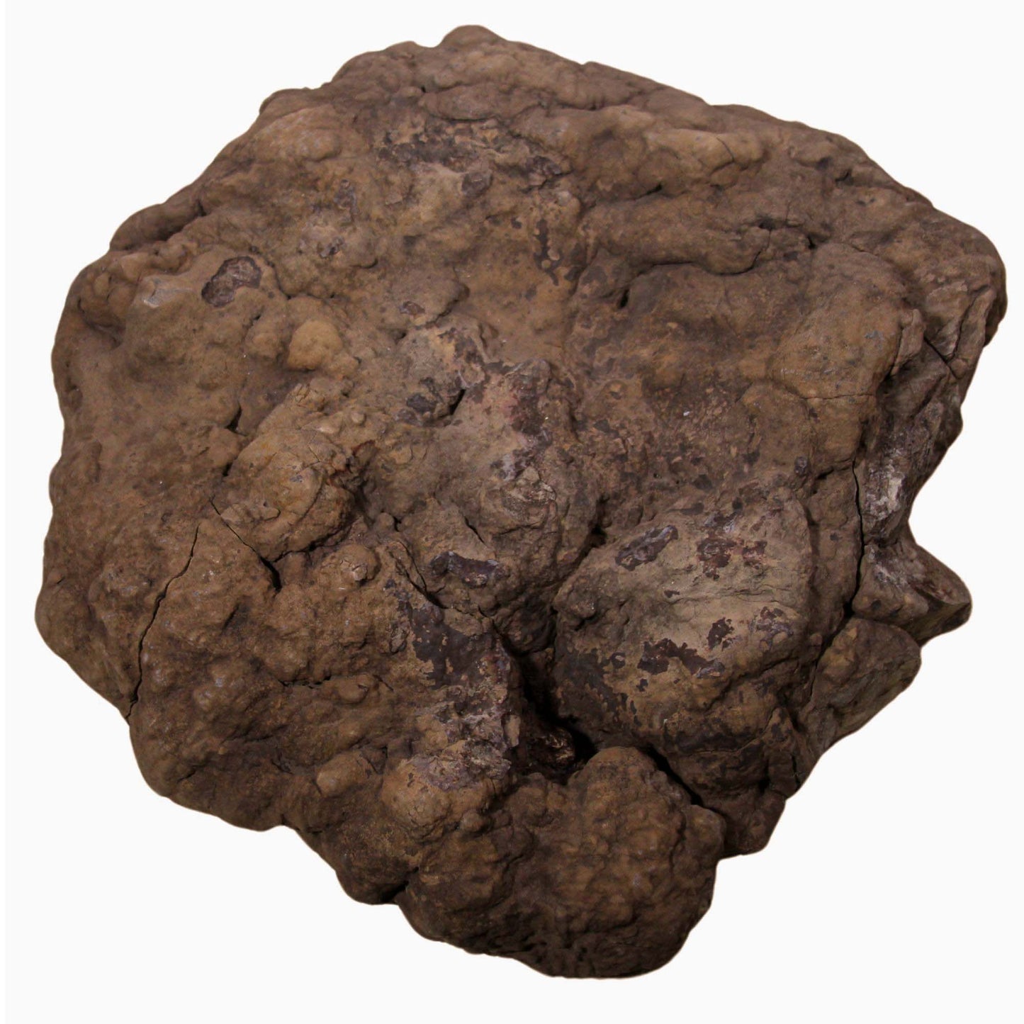 Dinosaur Coprolite Angle