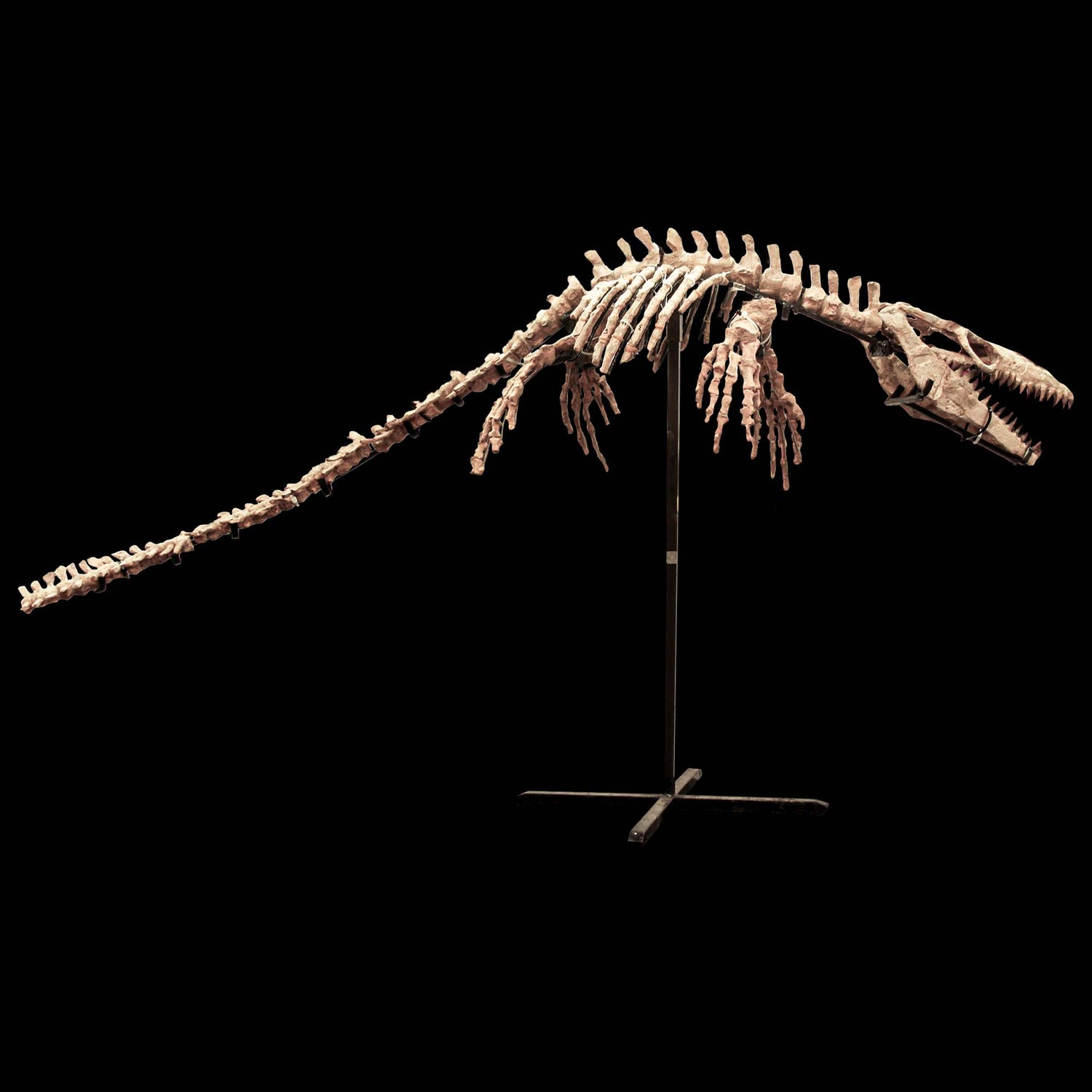 Fossil Mosasaur Skeleton Black