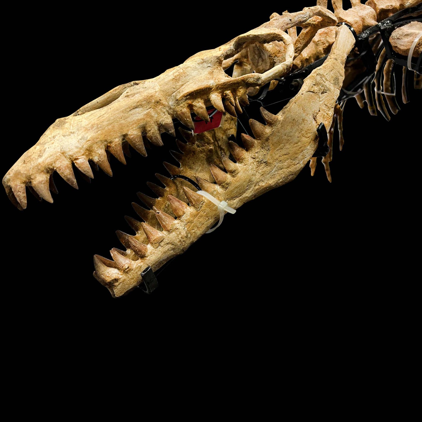Fossil Mosasaur Skeleton Skull