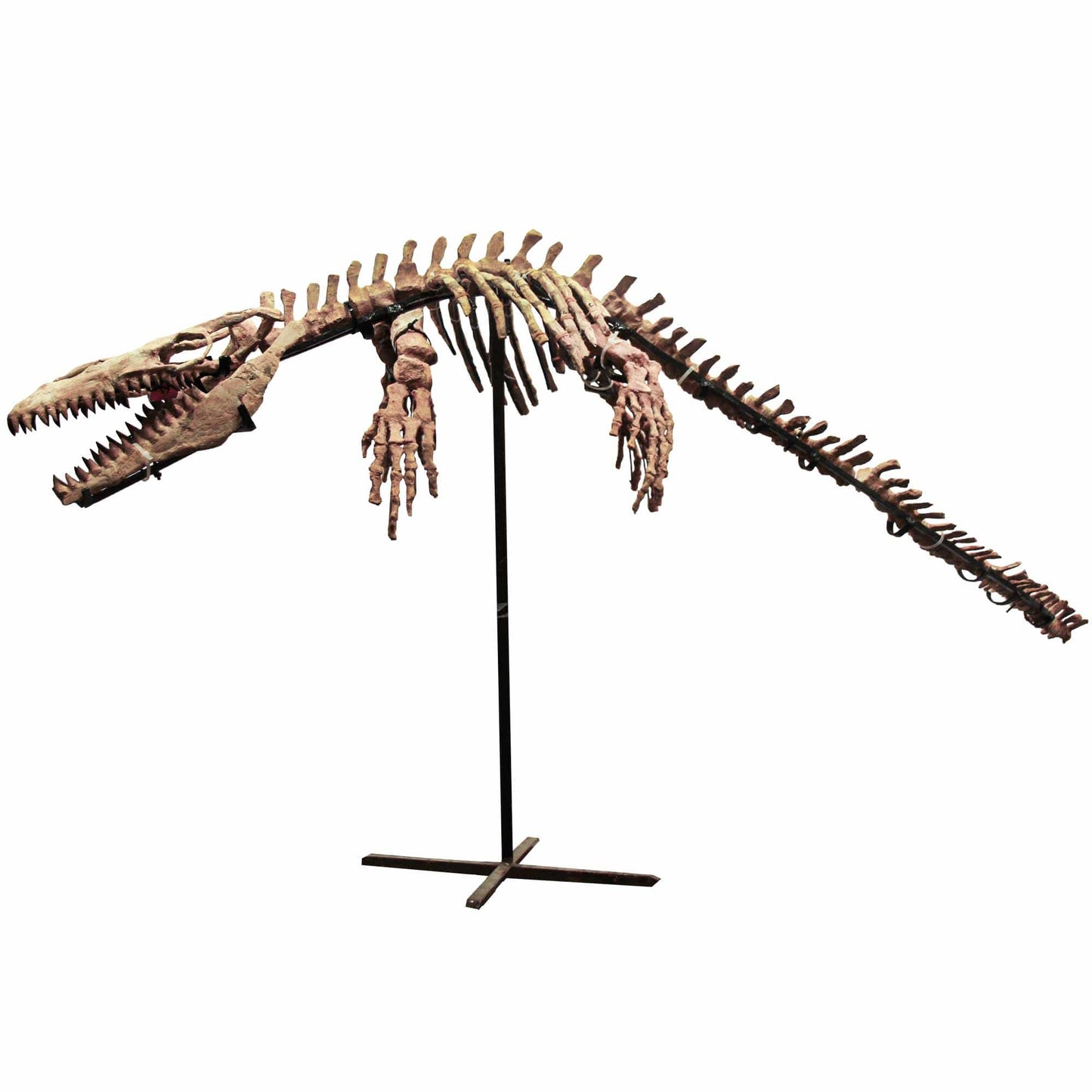 Fossilized Mosasaur Skeleton