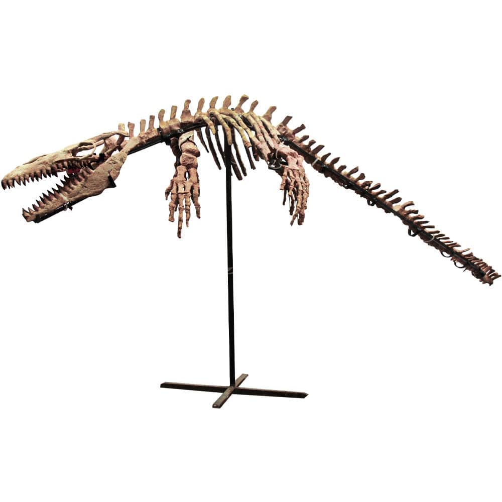 Fossil Mosasaur Skeleton Thumbnail
