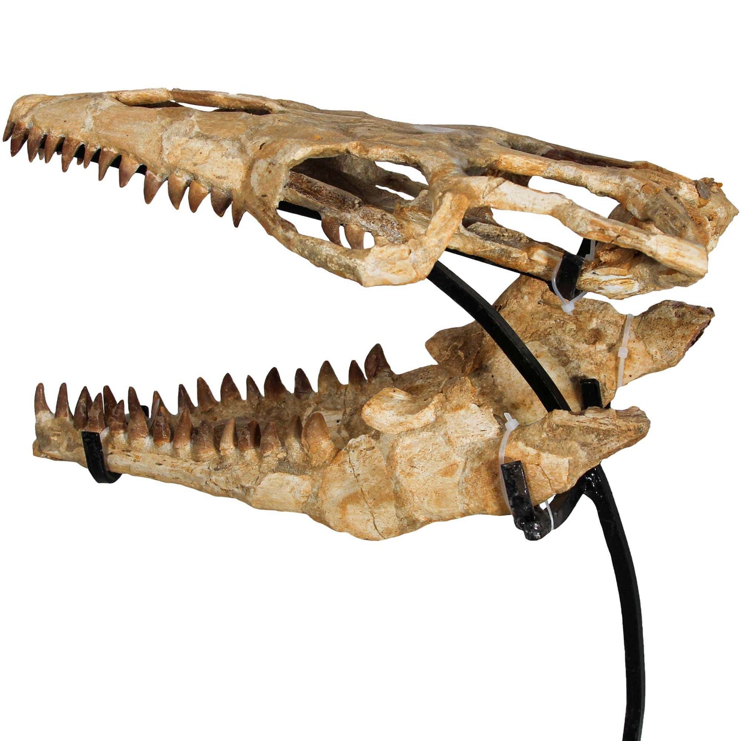 Medium Mosasaurus Skull