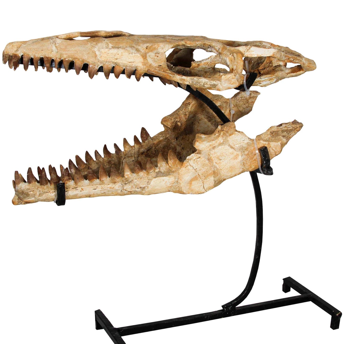 Medium Mosasaurus Skull