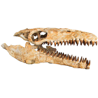 Large Mosasarus Skull