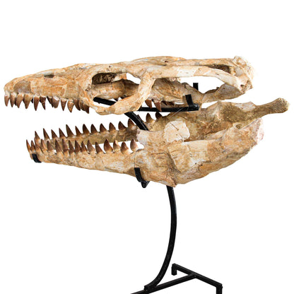 Large Mosasarus Skull