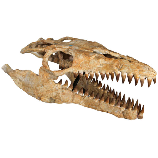 Large Mosasarus Skull