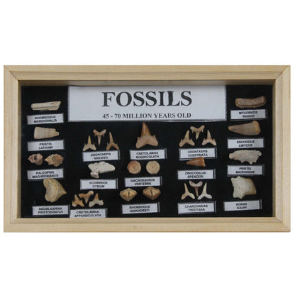 Shark Teeth Display Front