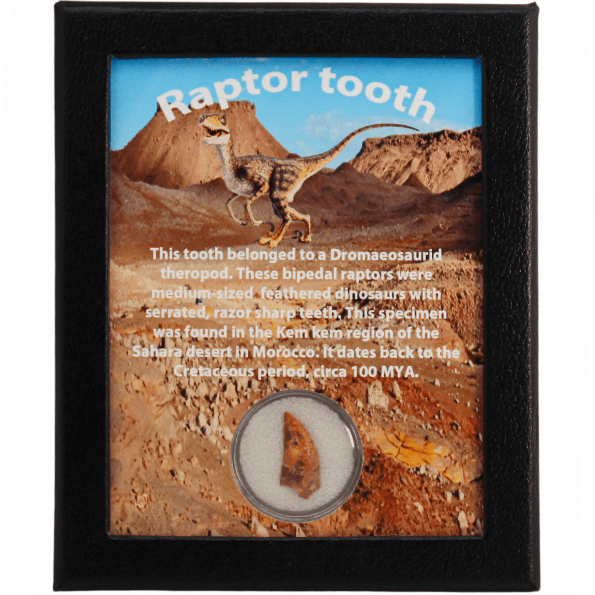 Raptor Tooth Art Gold & Silver Pawn Shop