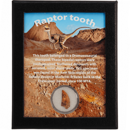 Raptor Tooth Art Gold & Silver Pawn Shop