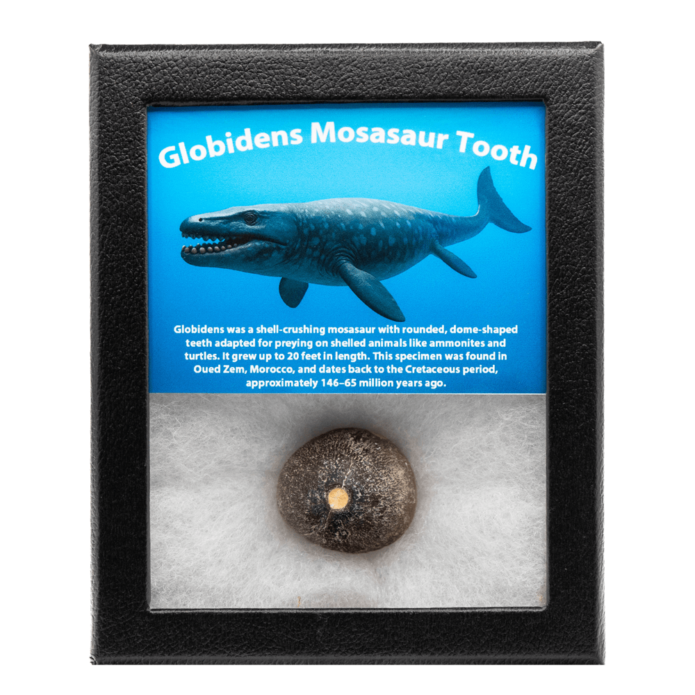 Globidens Mosasaur Tooth Art Gold & Silver Pawn Shop