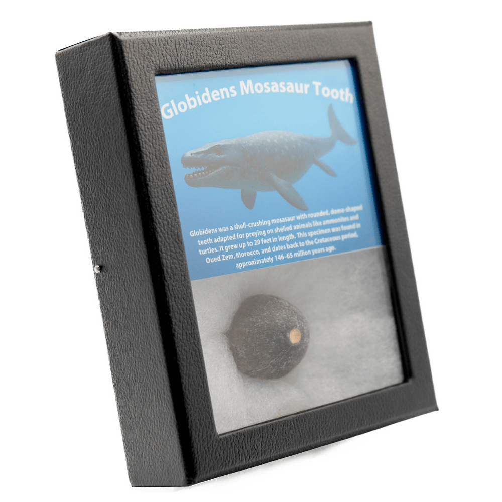 Globidens Mosasaur Tooth Art Gold & Silver Pawn Shop