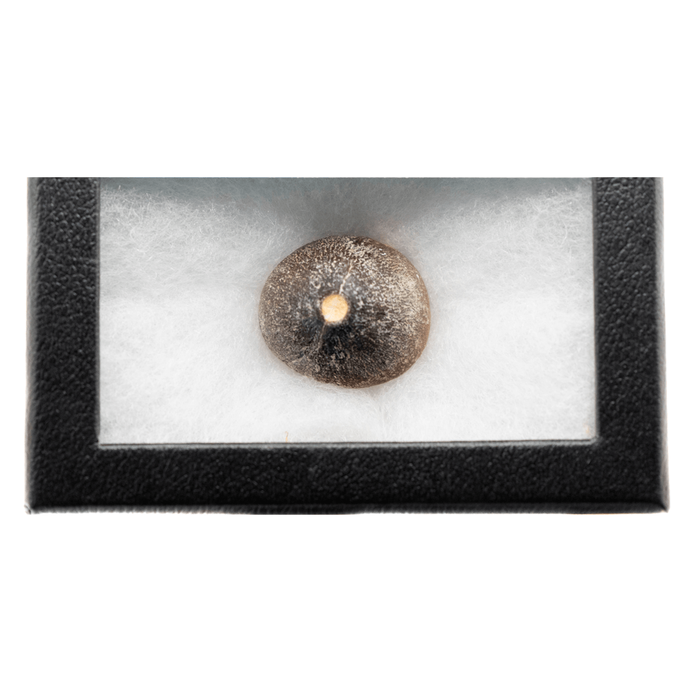 Globidens Mosasaur Tooth Art Gold & Silver Pawn Shop