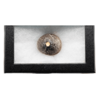 Globidens Mosasaur Tooth Art Gold & Silver Pawn Shop