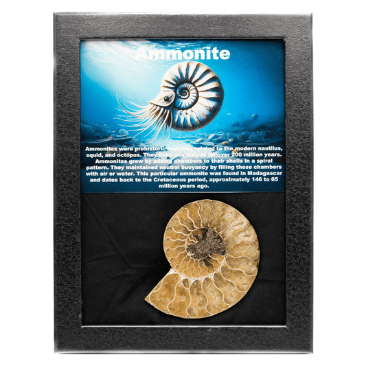 Ammonite Fossil Art Gold & Silver Pawn Shop