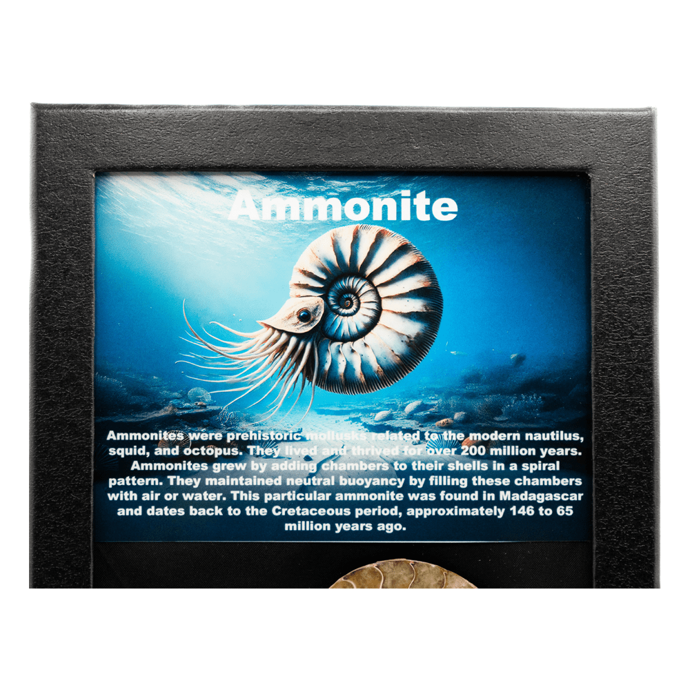 Ammonite Fossil Art Gold & Silver Pawn Shop