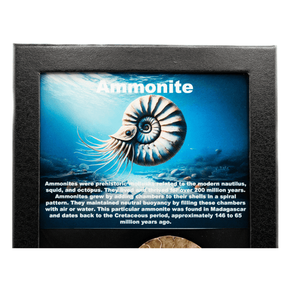 Ammonite Fossil Art Gold & Silver Pawn Shop