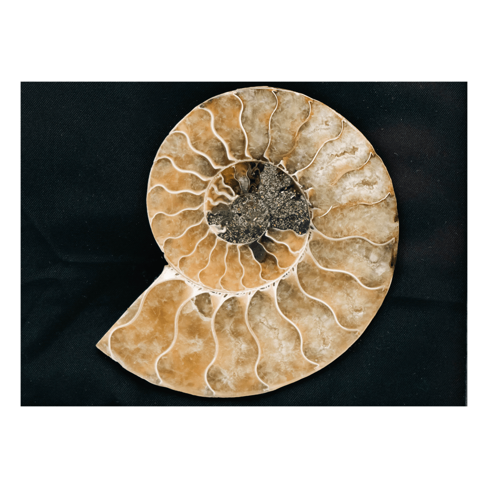 Ammonite Fossil Art Gold & Silver Pawn Shop