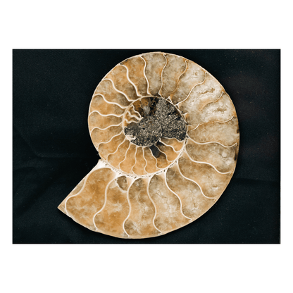 Ammonite Fossil Art Gold & Silver Pawn Shop