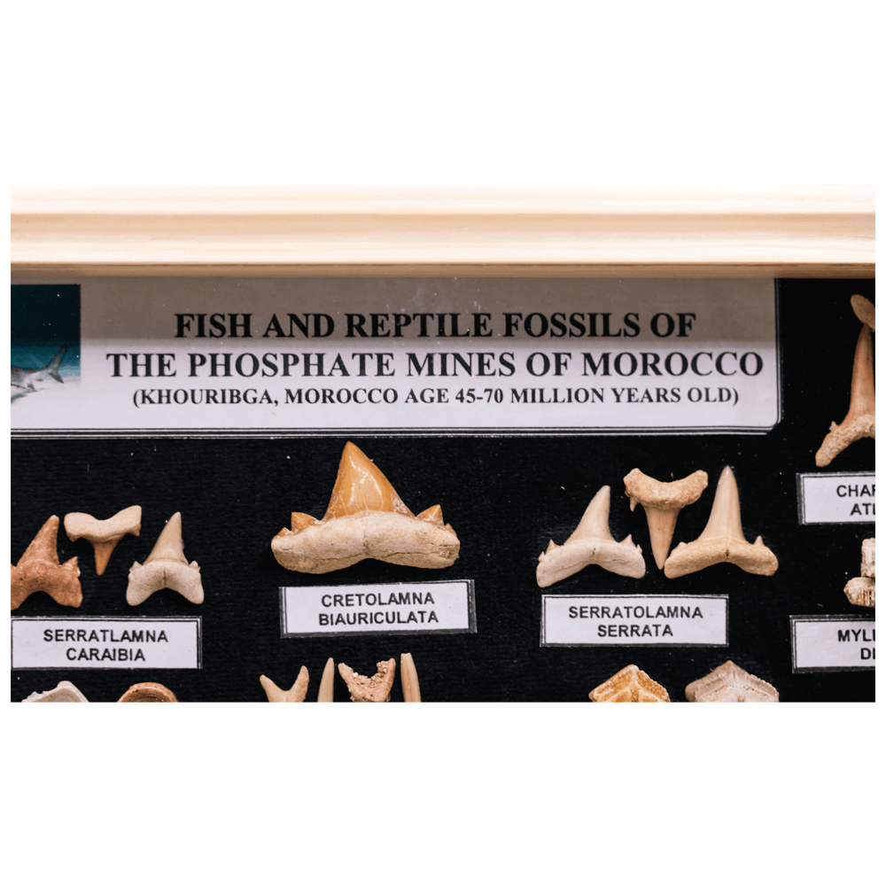 Boxed Fossil Collection Art Gold & Silver Pawn Shop