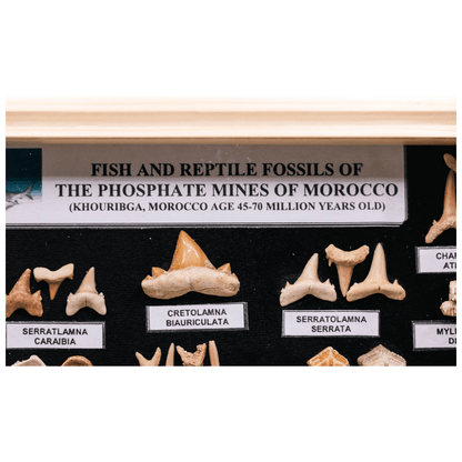 Boxed Fossil Collection Art Gold & Silver Pawn Shop