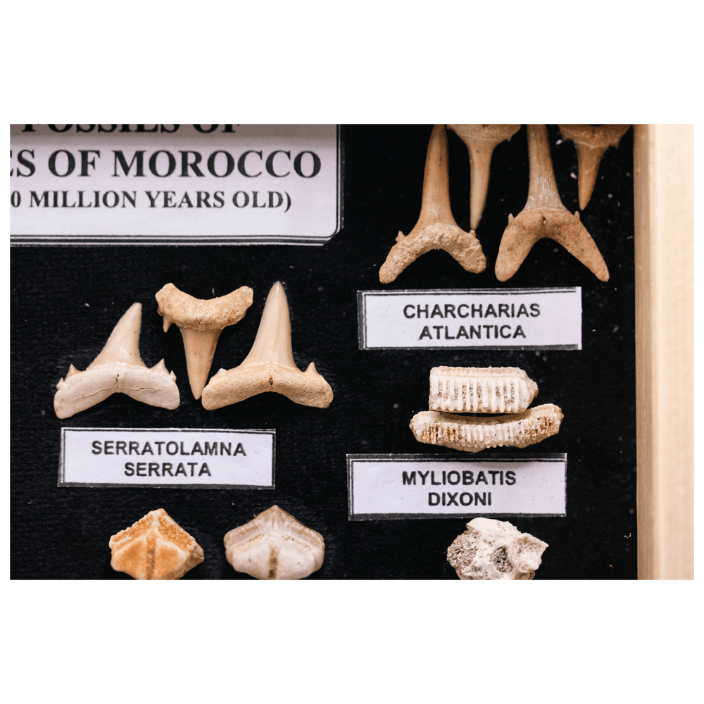 Boxed Fossil Collection Art Gold & Silver Pawn Shop