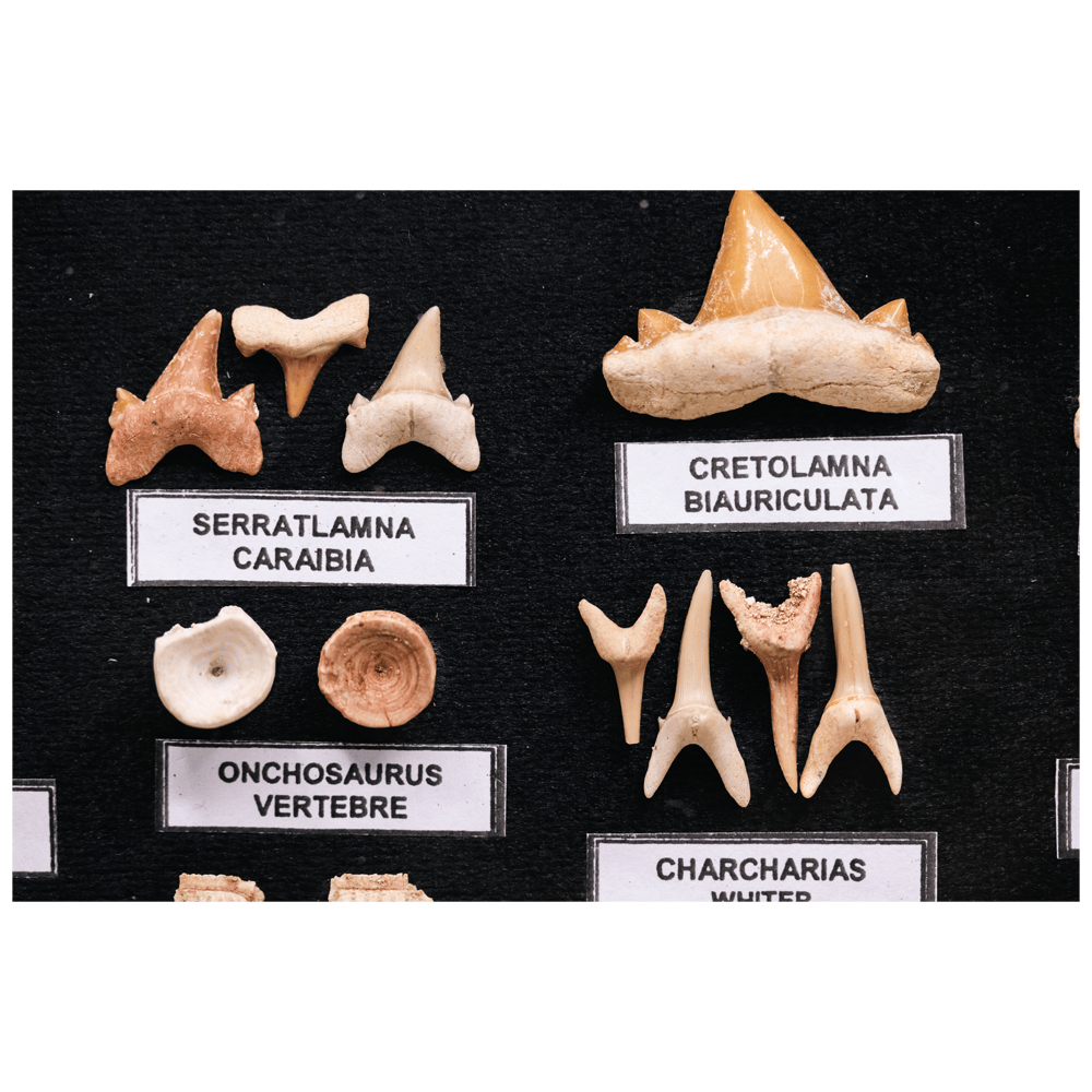 Boxed Fossil Collection Art Gold & Silver Pawn Shop