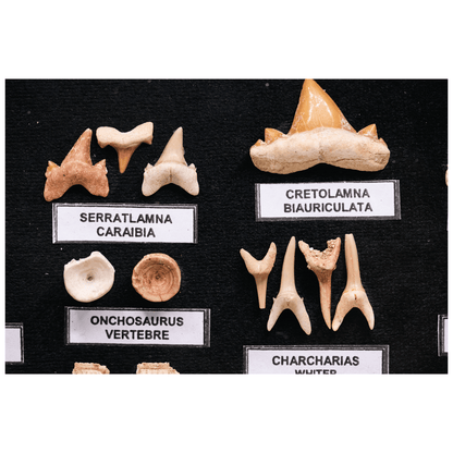 Boxed Fossil Collection Art Gold & Silver Pawn Shop