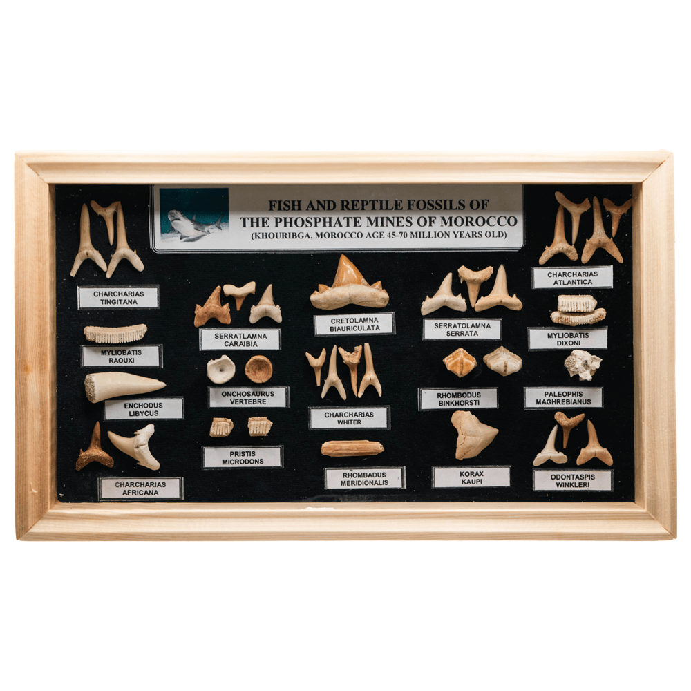 Boxed Fossil Collection Art Gold & Silver Pawn Shop