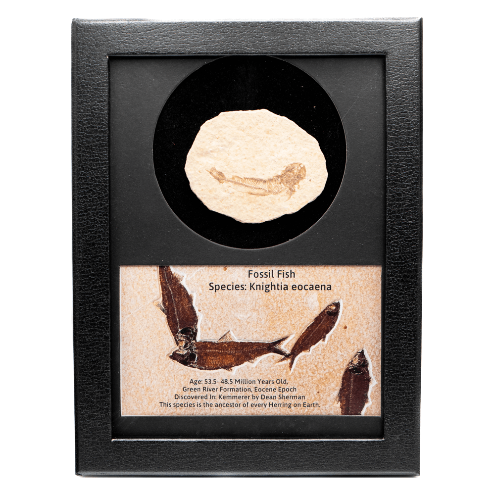 Fossilized Fish Art Gold & Silver Pawn Shop