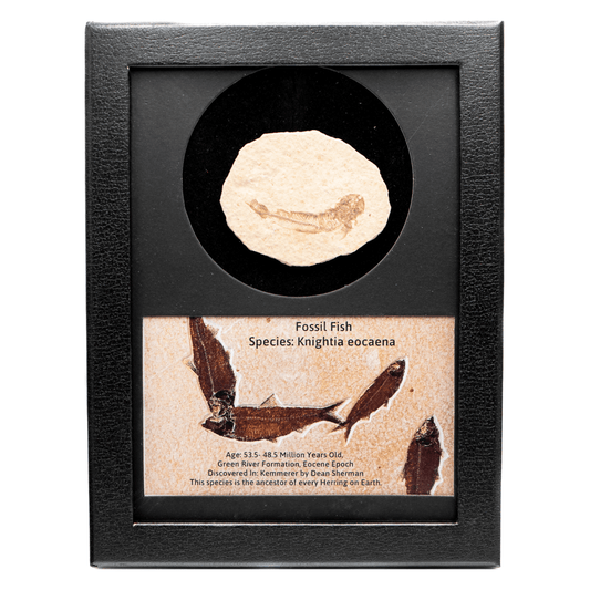 Fossilized Fish Art Gold & Silver Pawn Shop