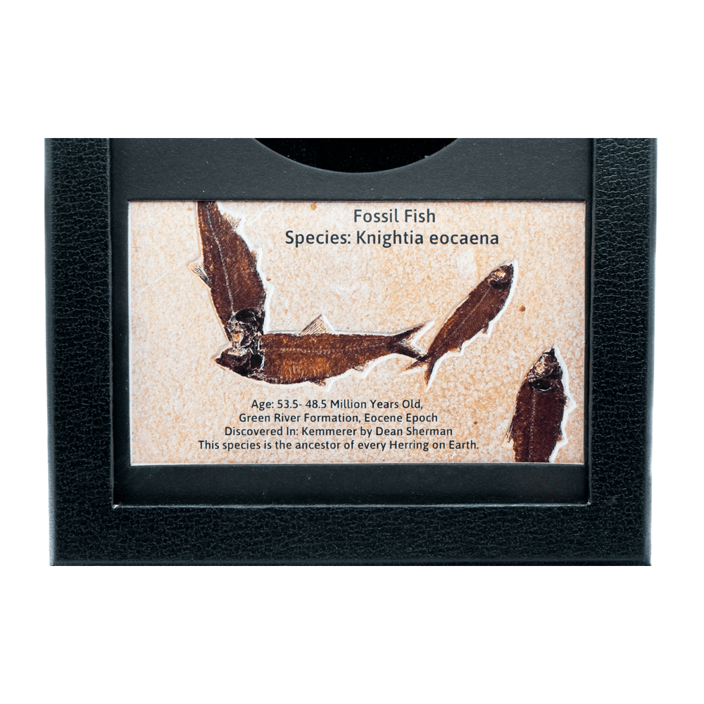 Fossilized Fish Art Gold & Silver Pawn Shop