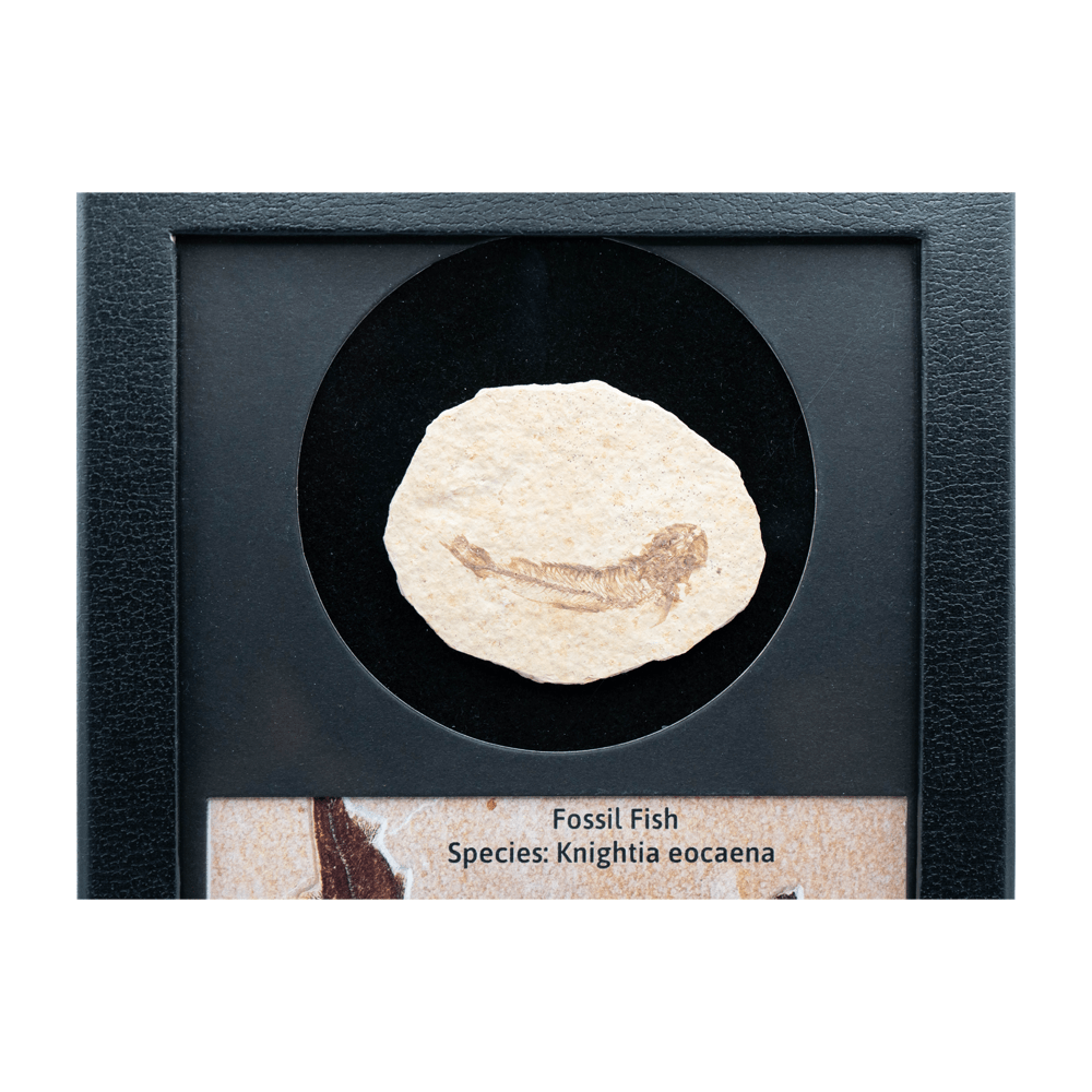 Fossilized Fish Art Gold & Silver Pawn Shop