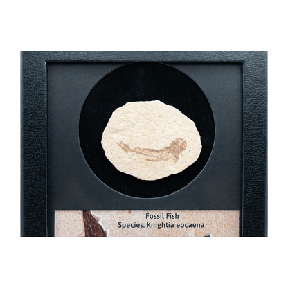 Fossilized Fish Art Gold & Silver Pawn Shop