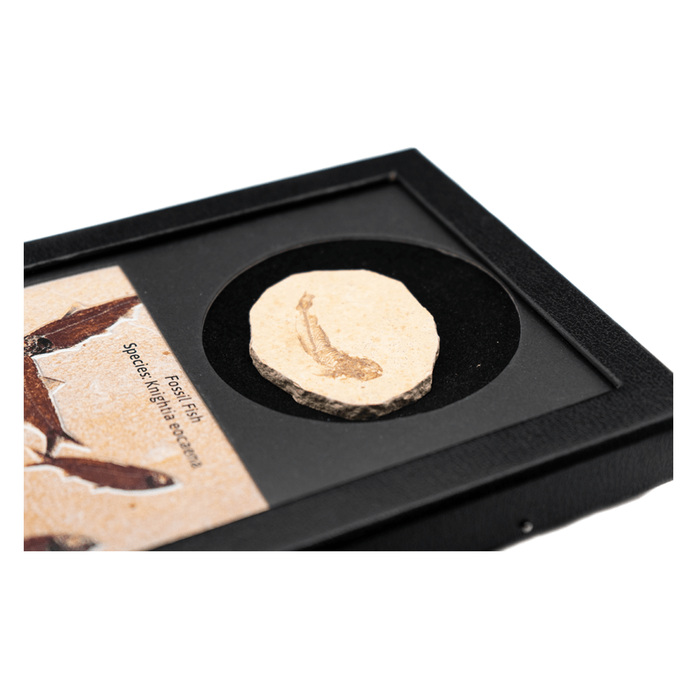 Fossilized Fish Art Gold & Silver Pawn Shop