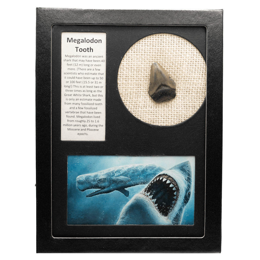 Megalodon Tooth Art Gold & Silver Pawn Shop