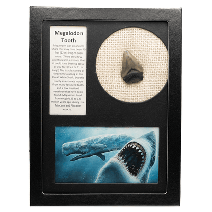 Megalodon Tooth Art Gold & Silver Pawn Shop