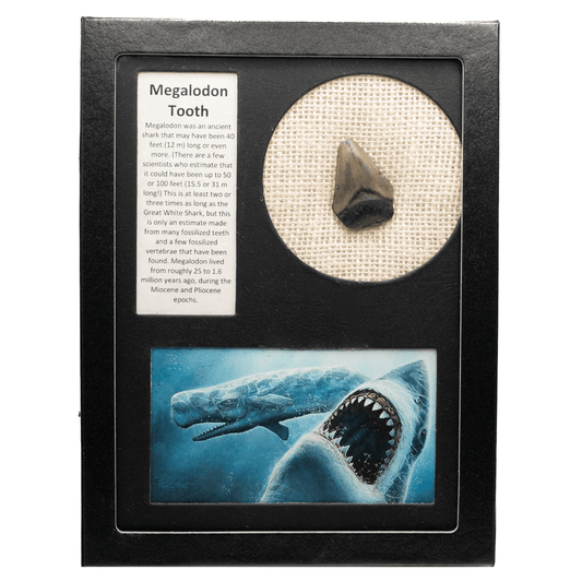 Megalodon Tooth Art Gold & Silver Pawn Shop