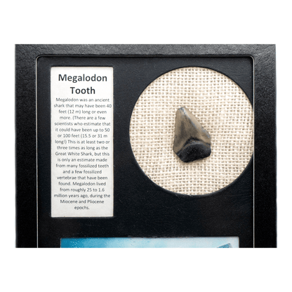 Megalodon Tooth Art Gold & Silver Pawn Shop