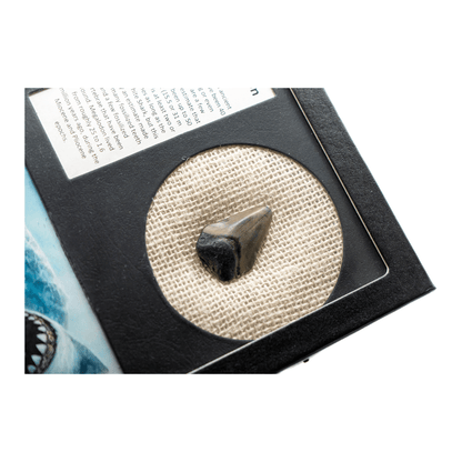 Megalodon Tooth Art Gold & Silver Pawn Shop