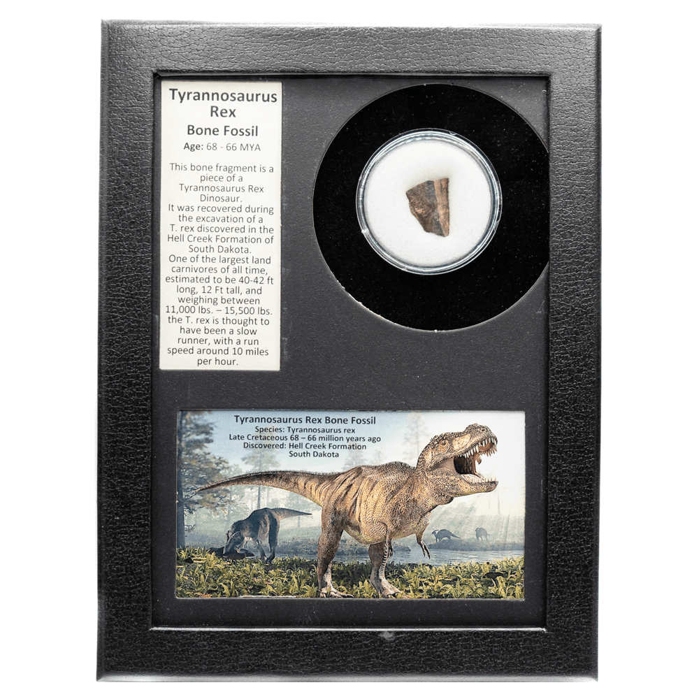 Tyrannosaurus Rex Fossilized Bone Fragment Art Gold & Silver Pawn Shop