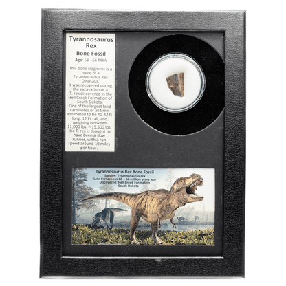 Tyrannosaurus Rex Fossilized Bone Fragment Art Gold & Silver Pawn Shop