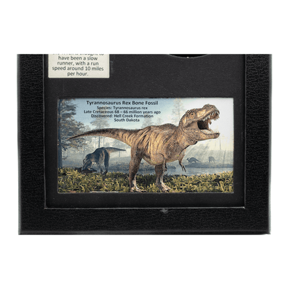 Tyrannosaurus Rex Fossilized Bone Fragment Art Gold & Silver Pawn Shop