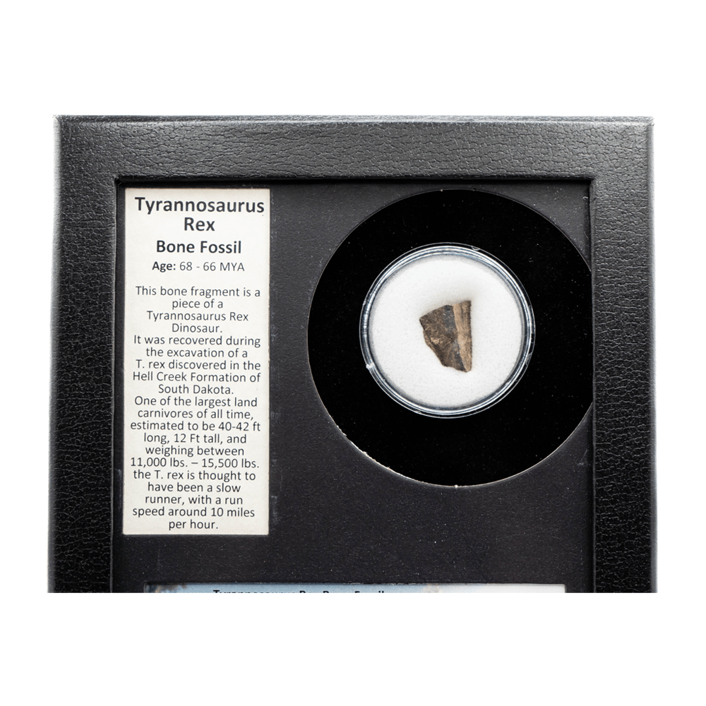 Tyrannosaurus Rex Fossilized Bone Fragment Art Gold & Silver Pawn Shop