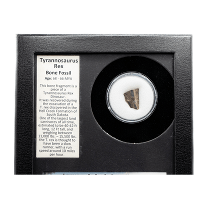 Tyrannosaurus Rex Fossilized Bone Fragment Art Gold & Silver Pawn Shop