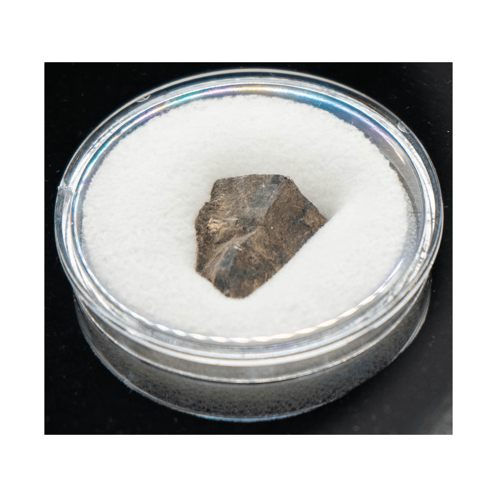 Tyrannosaurus Rex Fossilized Bone Fragment Art Gold & Silver Pawn Shop